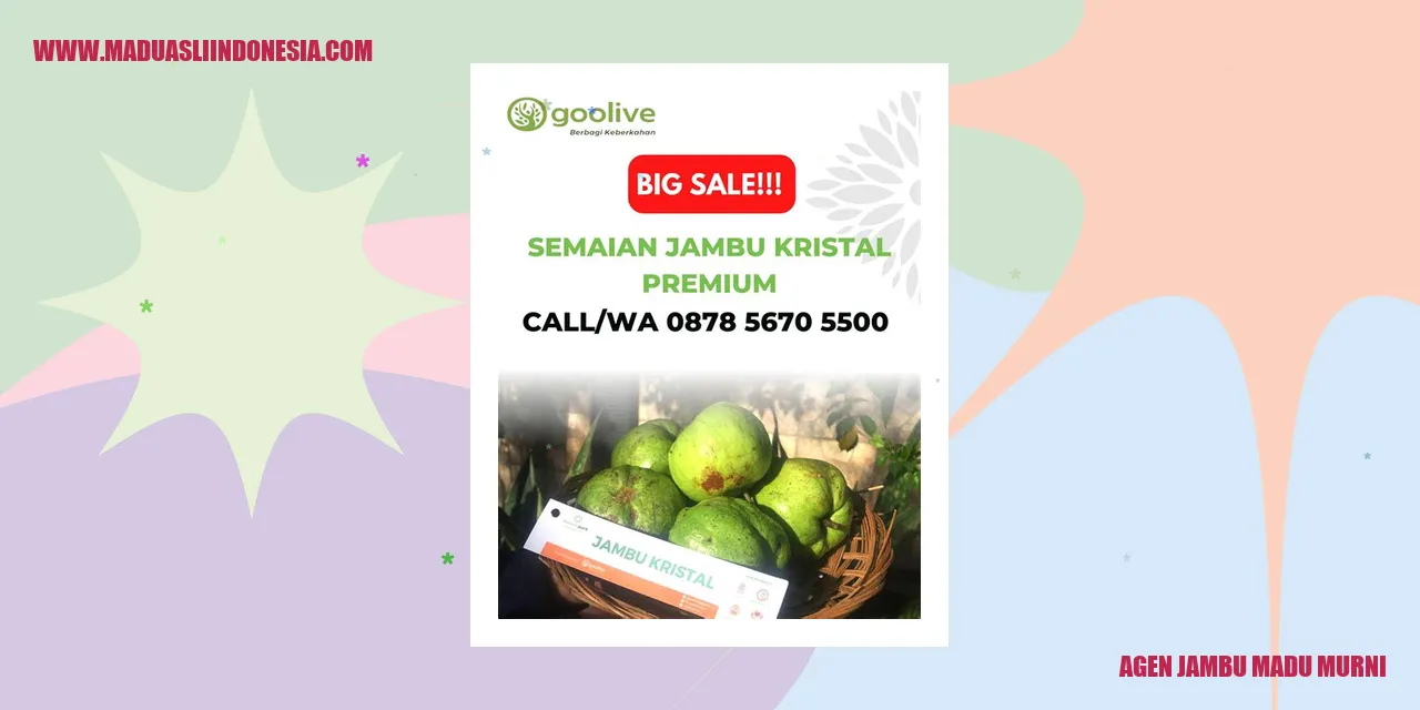 agen jambu madu murni