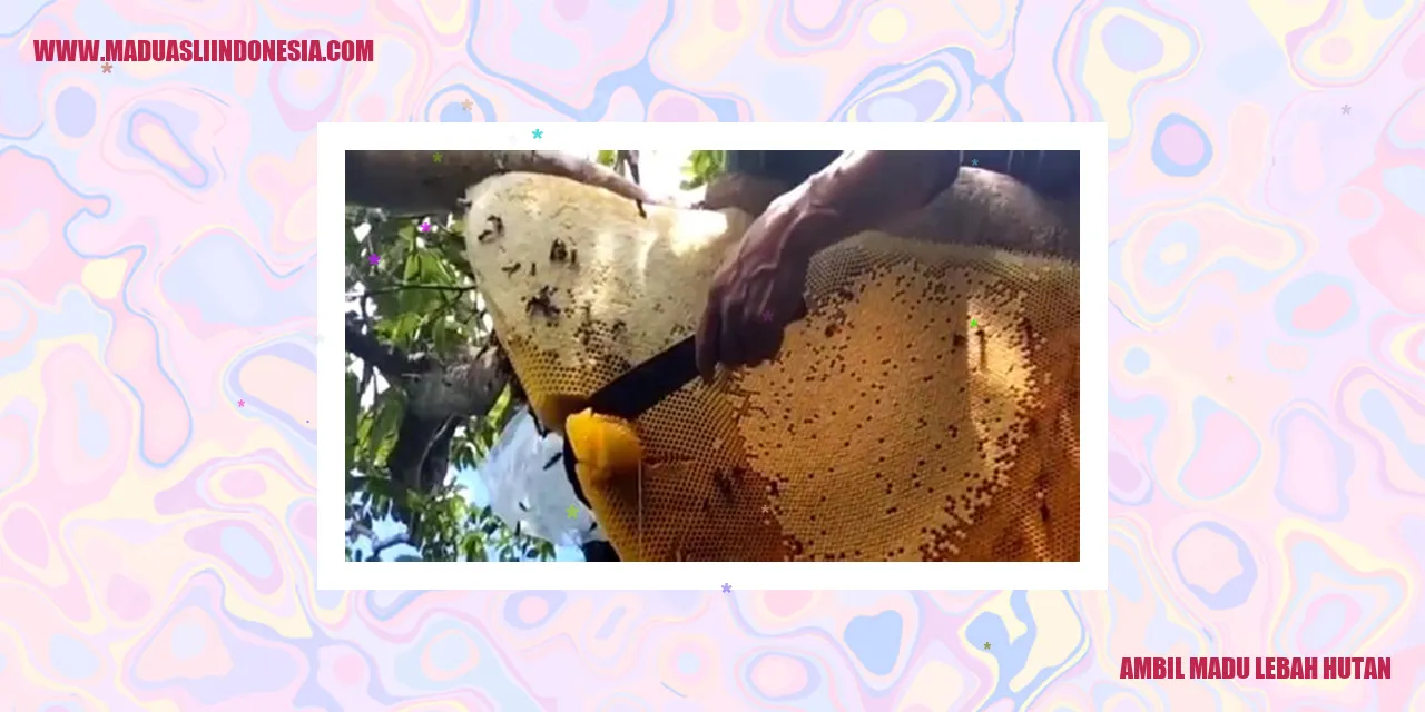 Ambil Madu Lebah Hutan
