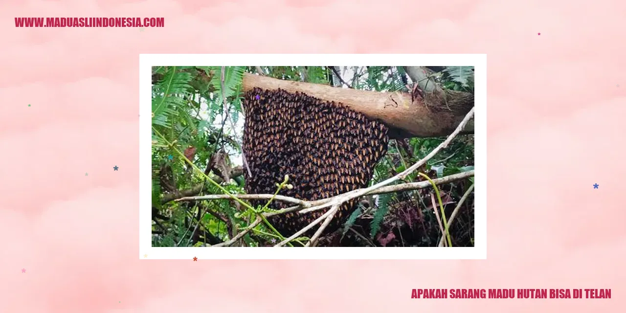 sarang madu hutan