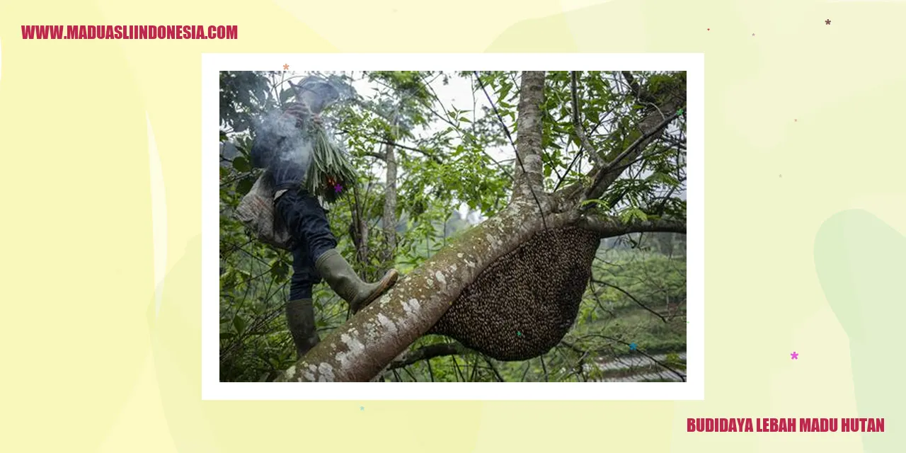 budidaya lebah madu hutan