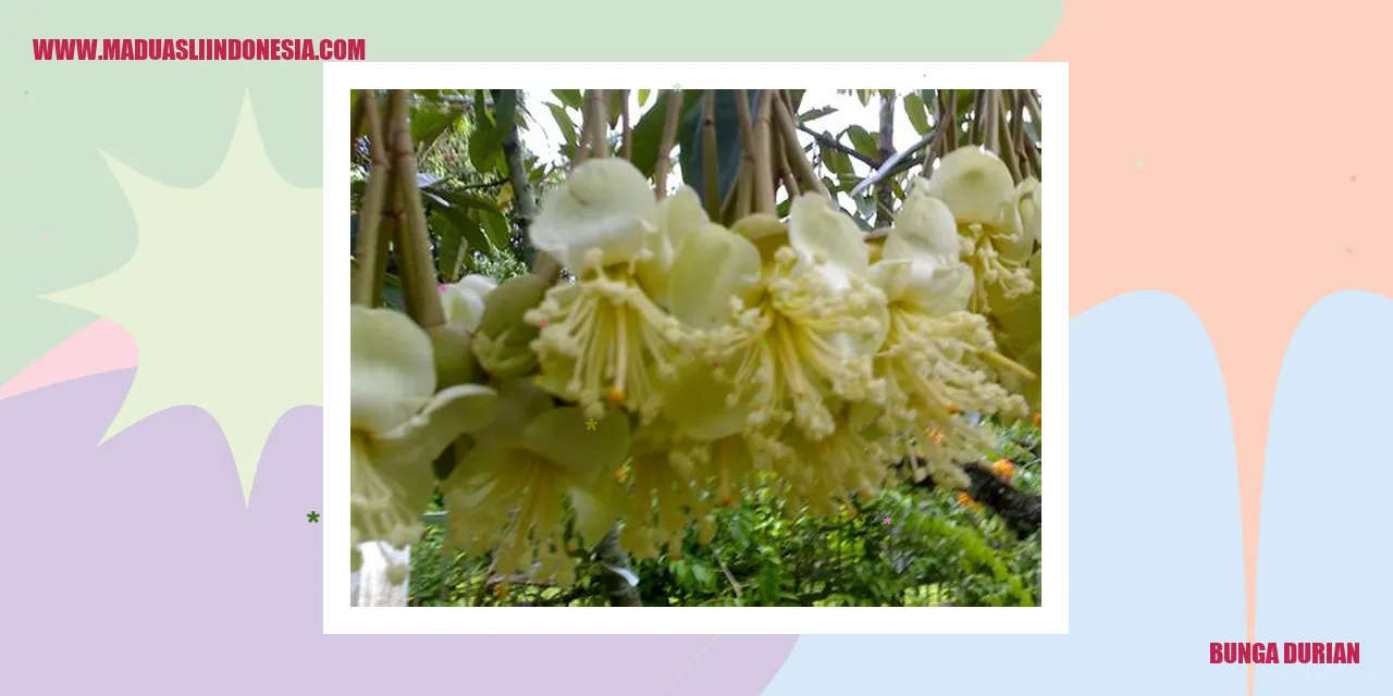 Gambar Bunga Durian