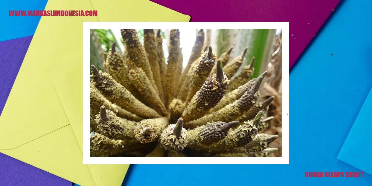 Gambar Bunga Kelapa Sawit
