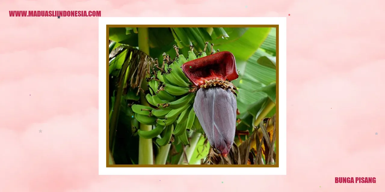 Bunga Pisang