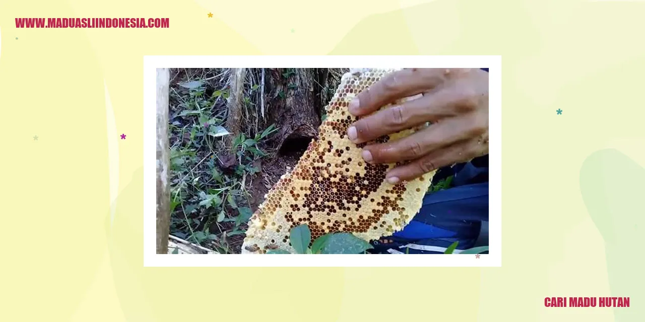 cari madu hutan