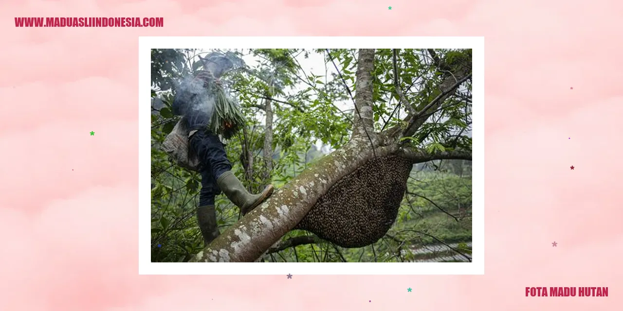 fota madu hutan