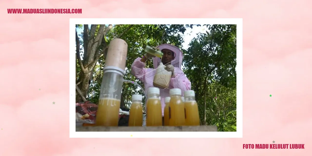 Foto Madu Kelulut Lubuk