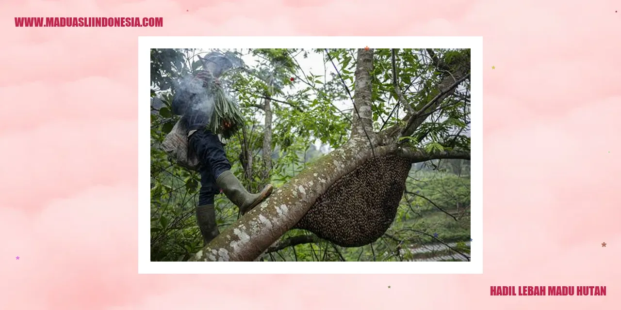 hadil lebah madu hutan
