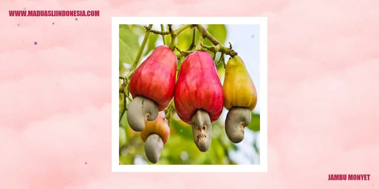 Jambu Monyet