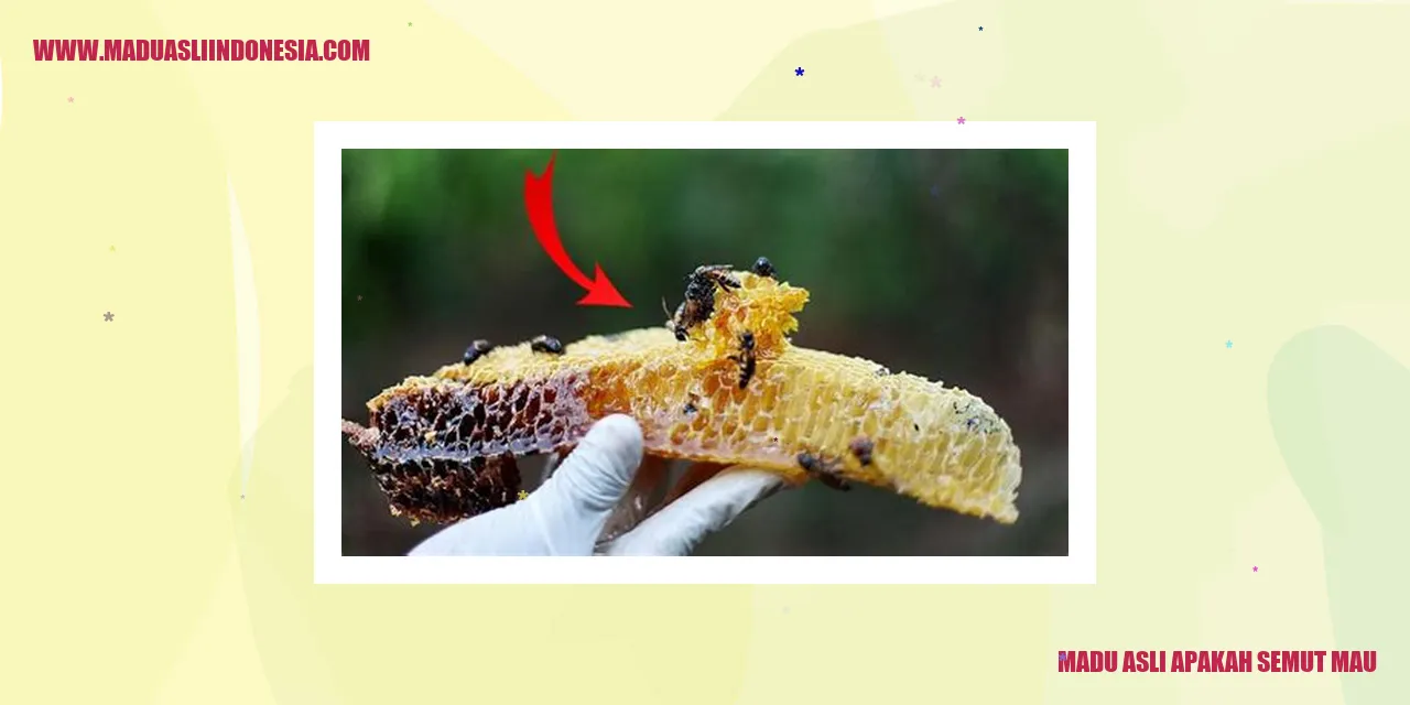 madu asli apakah semut mau
