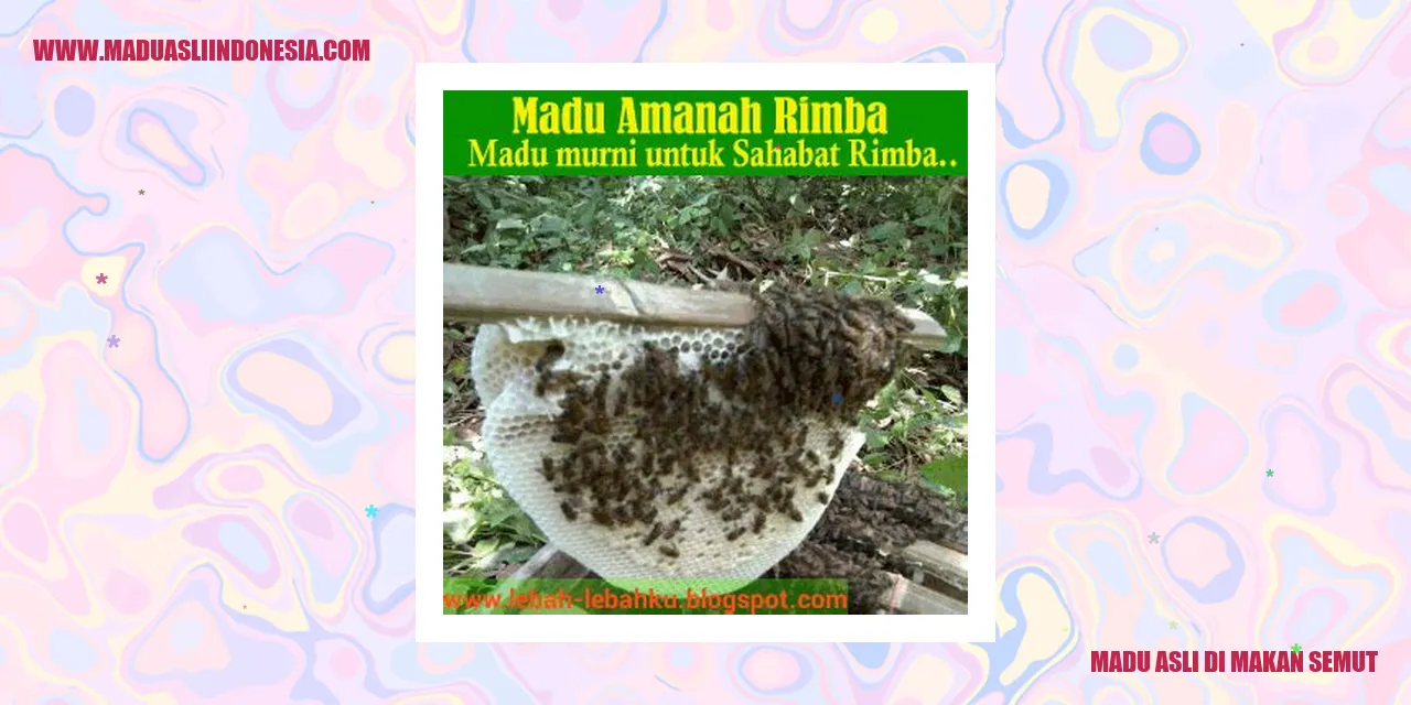 madu asli di makan semut