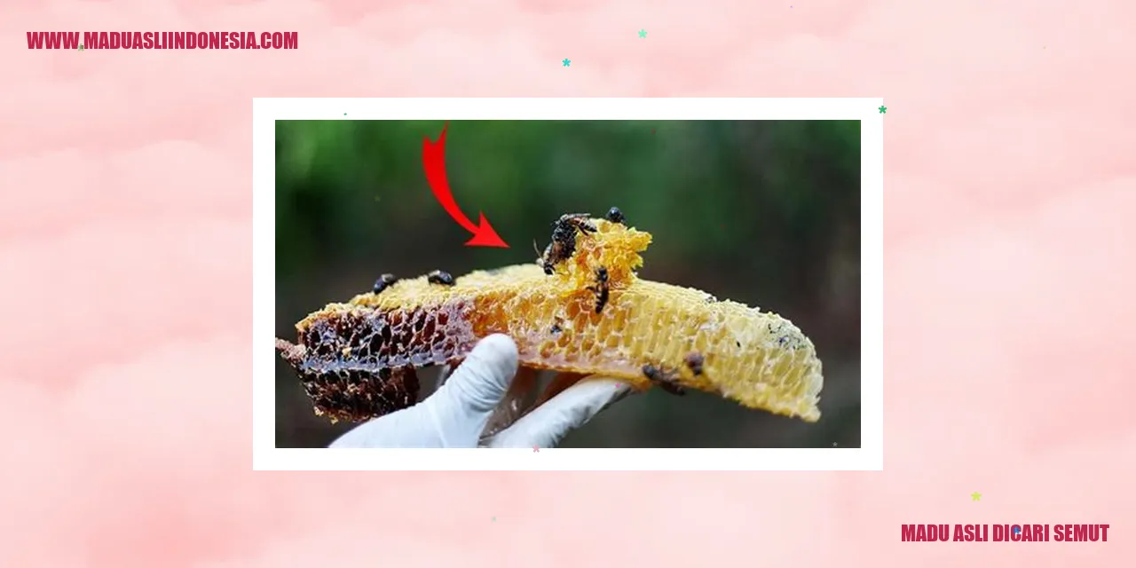 madu asli dicari semut