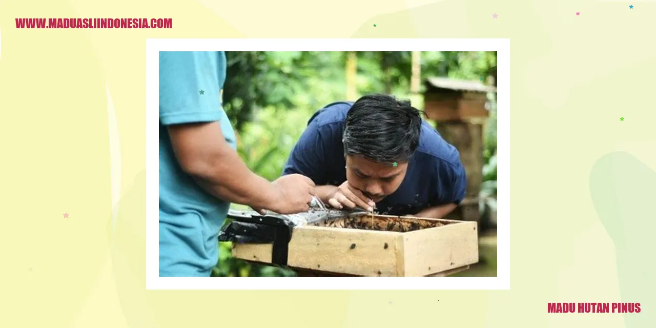 Madu Hutan Pinus