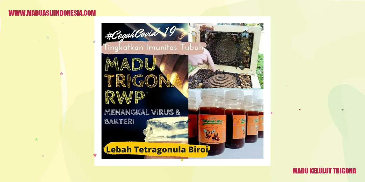 Madu Kelulut Trigona