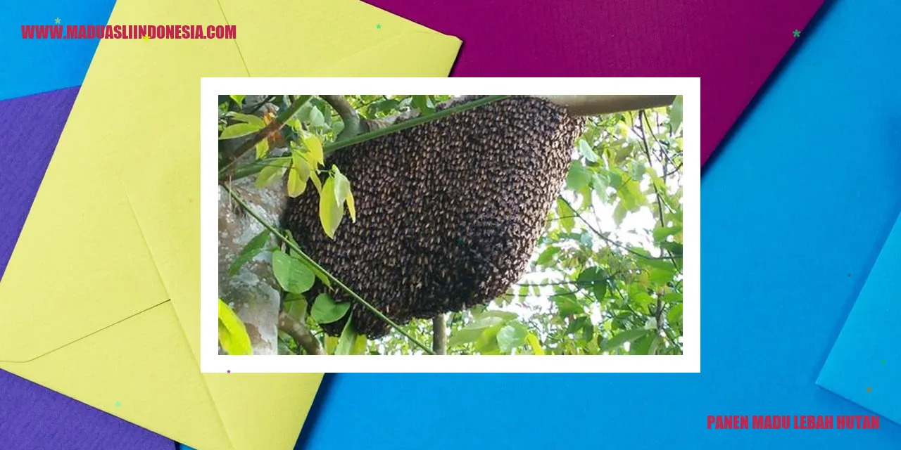Panen Madu Lebah Hutan