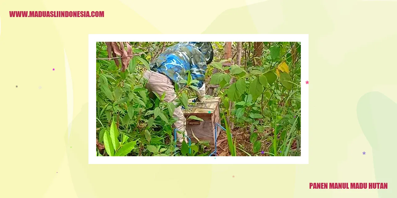 panen manul madu hutan
