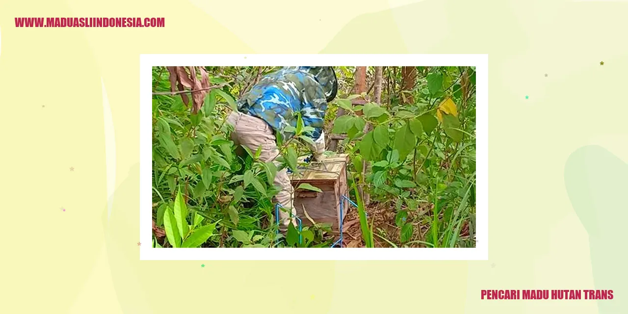 Gambar Pencari Madu Hutan Trans