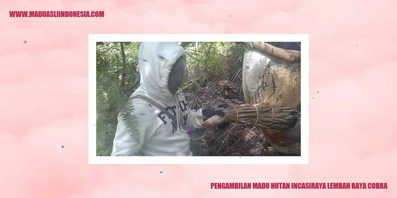 gambar madu hutan incasiraya lembah raya cobra