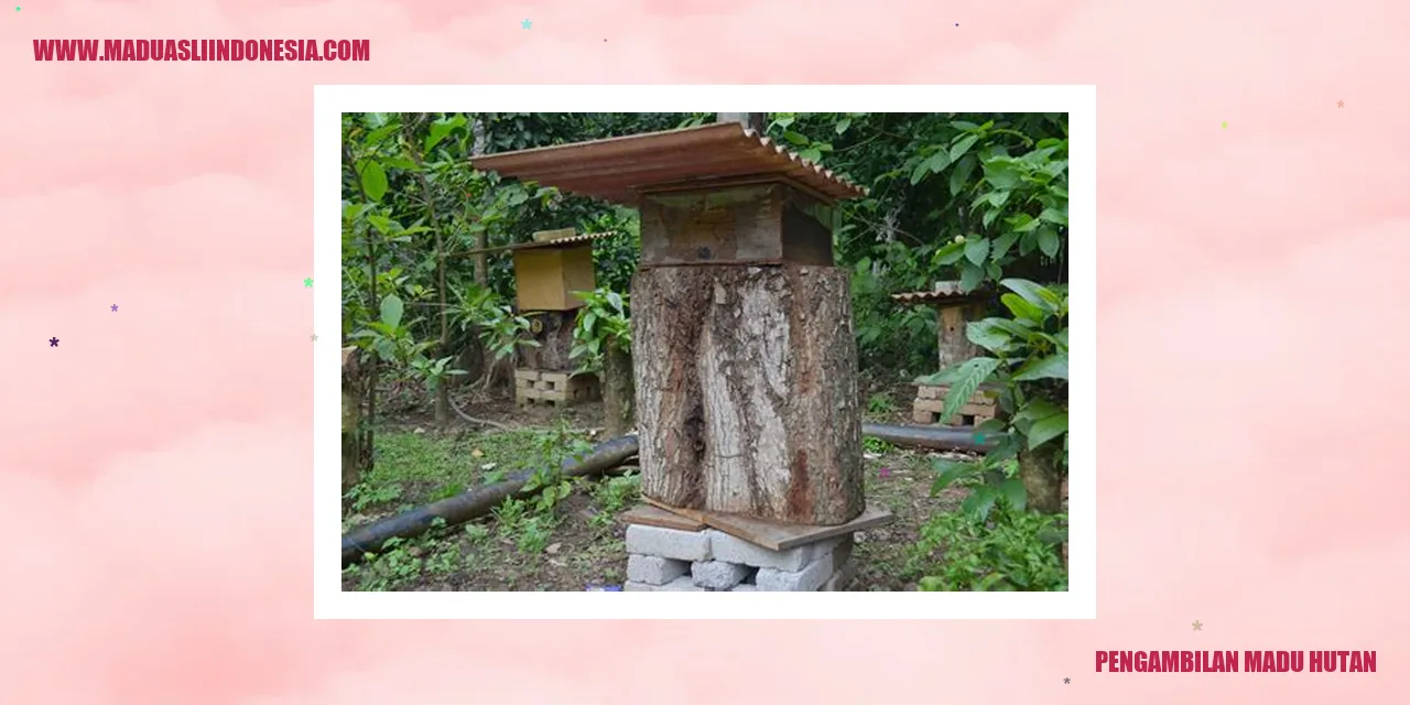 pengambilan madu hutan