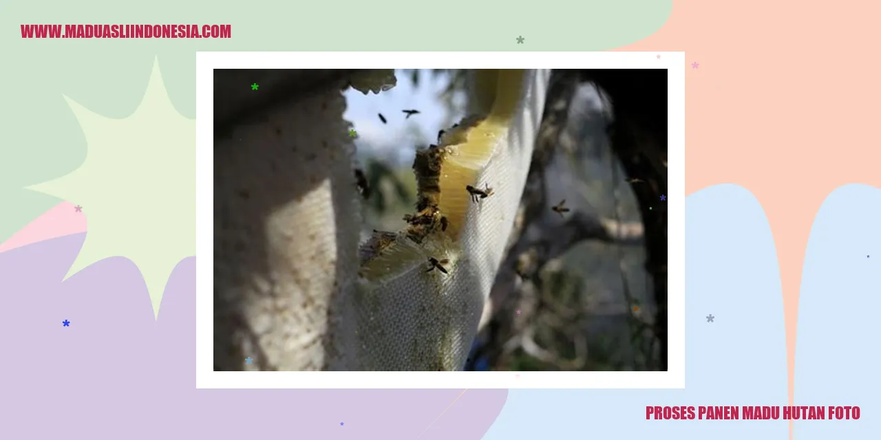 proses panen madu hutan foto