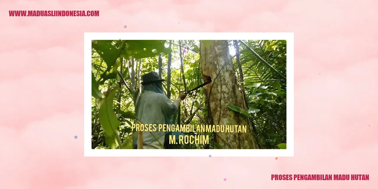 Proses Pengambilan Madu Hutan