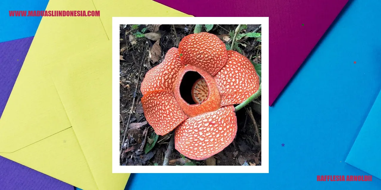 Gambar Rafflesia Arnoldii