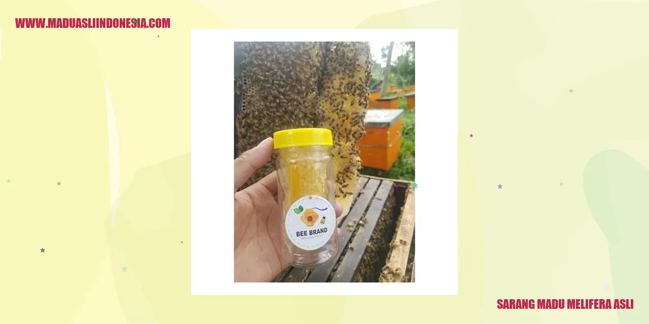 sarang madu melifera asli