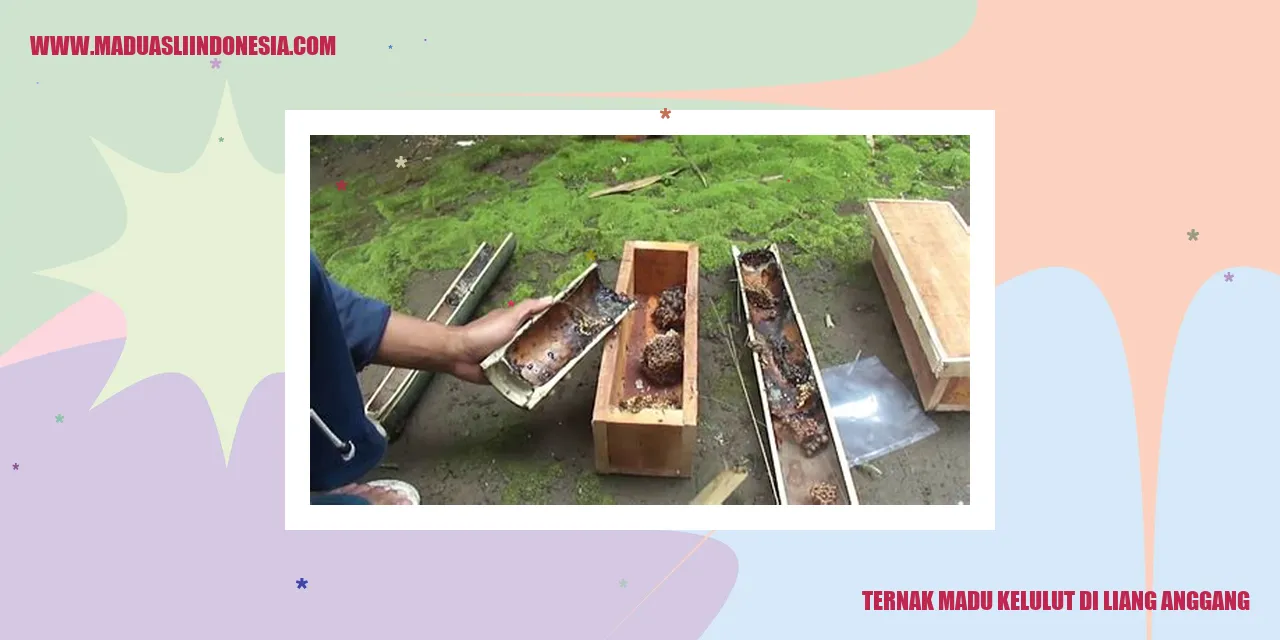 ternak madu kelulut di liang anggang